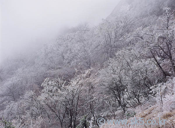 설경