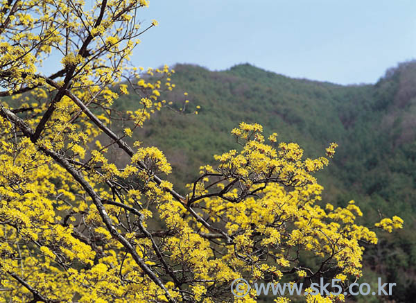 산수유