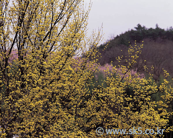 산수유