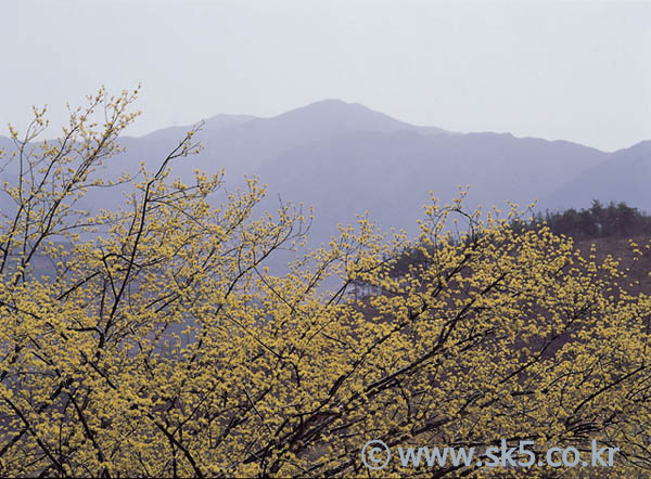 산수유