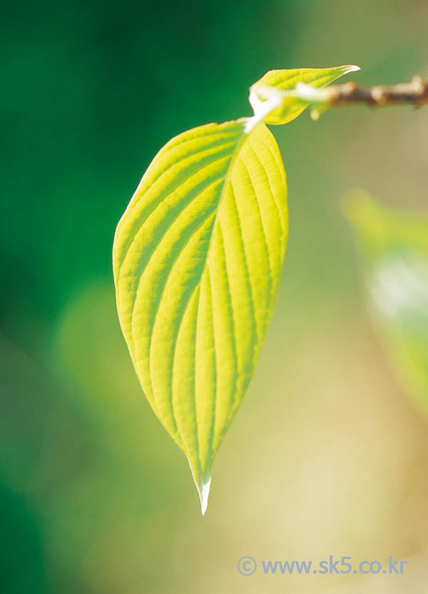 산수유